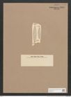 Navicula gelida Grun. (de-Toni-Nr.: Genus 1, Species 494) Zeichnungen Sammlung Grunow Nr. 1002 (NHMW-BOT-W0367524)